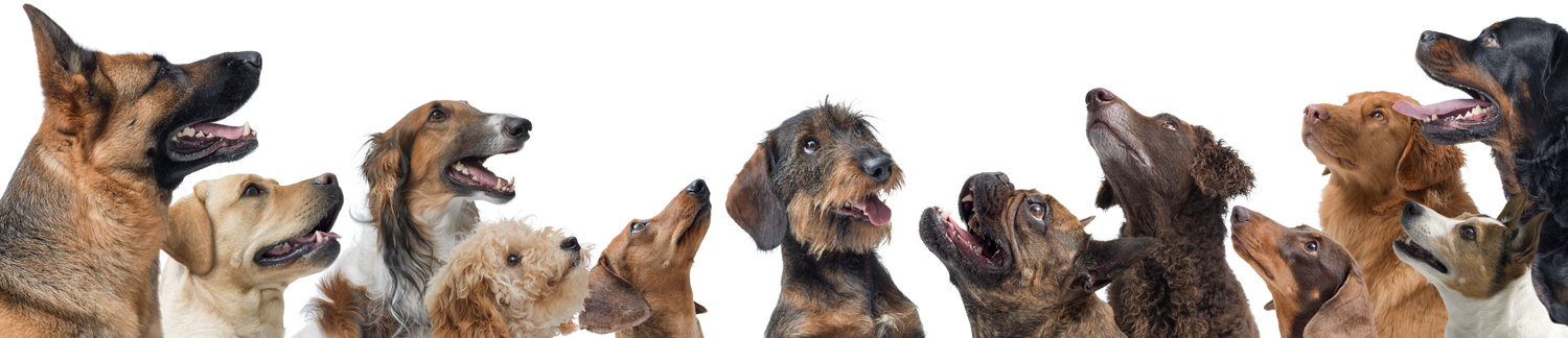A group of twelve dogs of various breeds and sizes are lined up, facing inward and looking upward. The background is white, creating a clean and unified appearance. The dogs appear alert and curious.