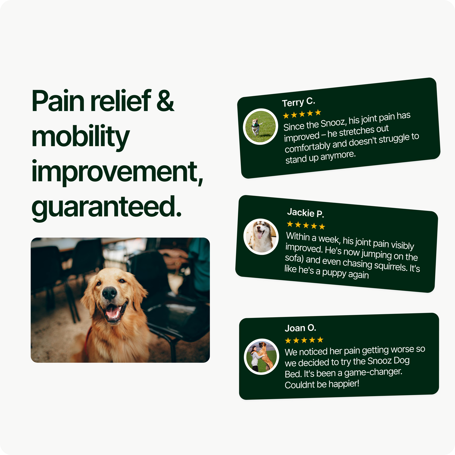 A golden retriever sits indoors. Next to the image are three customer reviews about Snooz Dog Bed, highlighting their dogs’ improved mobility, pain relief, enhanced comfort, and positive changes since using the orthopedic bed.